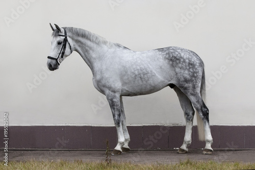 Canvas Print Grey horse isolated on light background, exterior