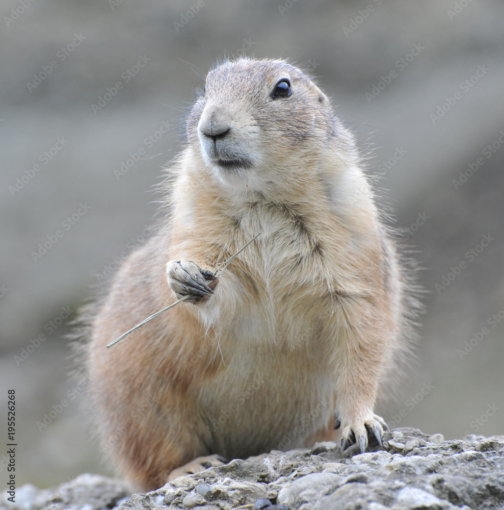 Naklejka premium Erdmännchen auf Stein