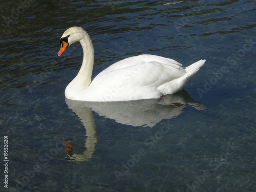 Schwan spiegelt sich im Wasser