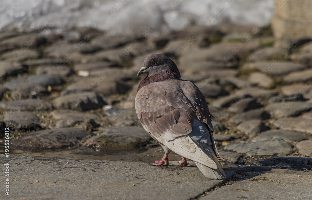 Obraz premium Pigeons on pavement in center square in Ceske Budejovice