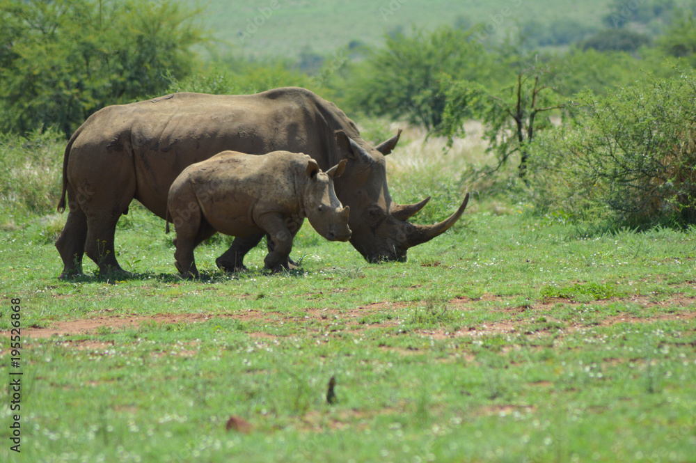 White Rhino in Kruger National Park White Rhino in Kruger National Park