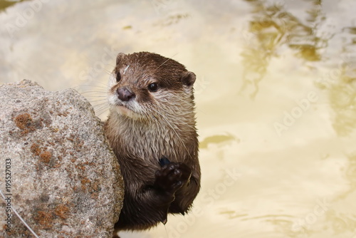 Asiatischer Kurzkrallenotter