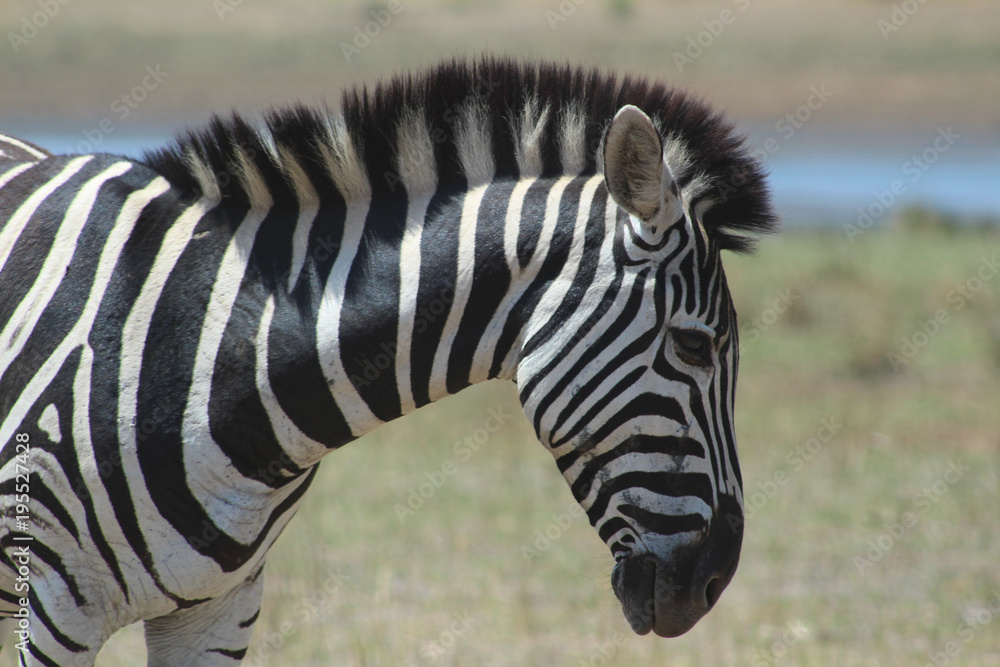 A cute Zebra in Kruger National park , biggest game reserve in South Africa A cute Zebra in Kruger National park , biggest game reserve in South Africa