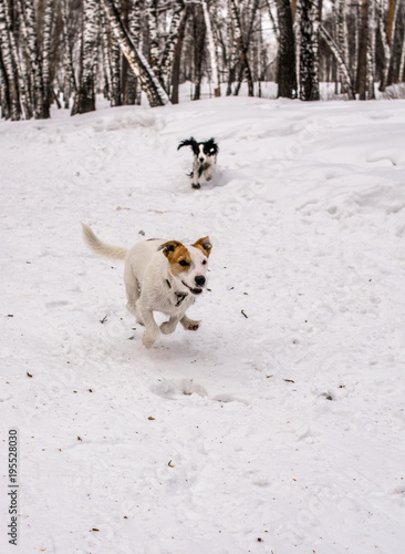 Fototapeta Naklejka Na Ścianę i Meble -  Dog Jack Russel Terrier in the winter park siberia