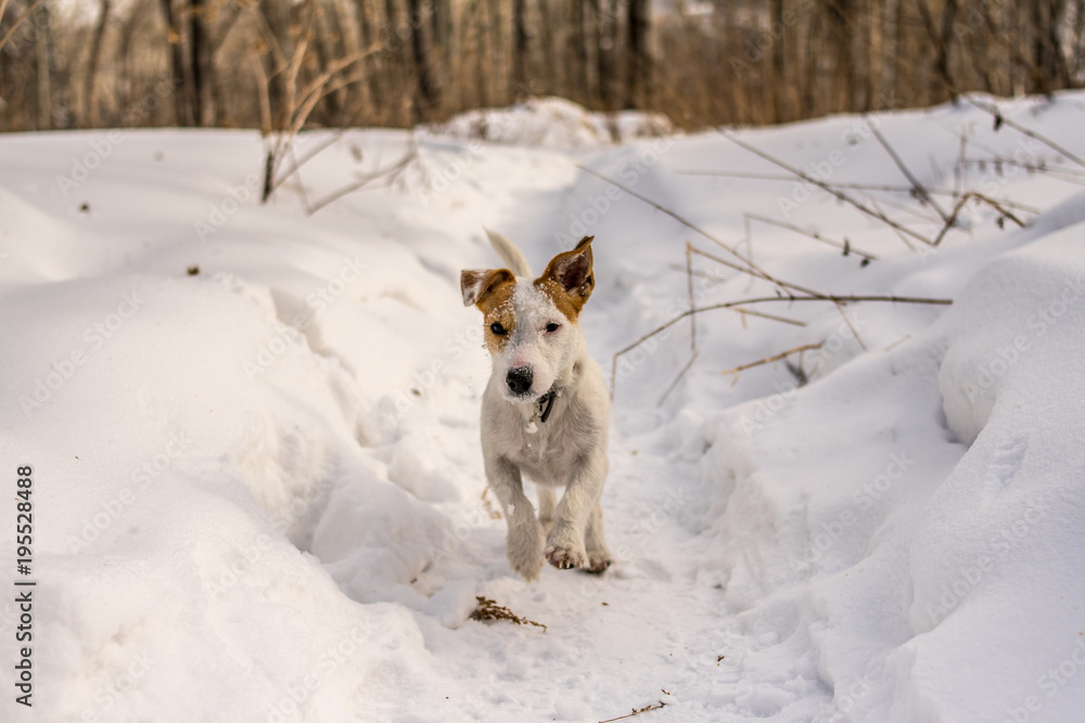 Dog Jack Russel Terrier in the winter park siberia Dog Jack Russel Terrier in the winter park siberia