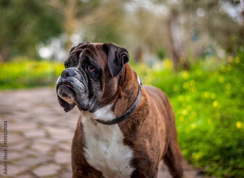 closeup of german boxer dog