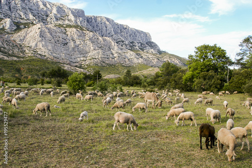 Mount Sainte Victoire and Sheeps © jefwod