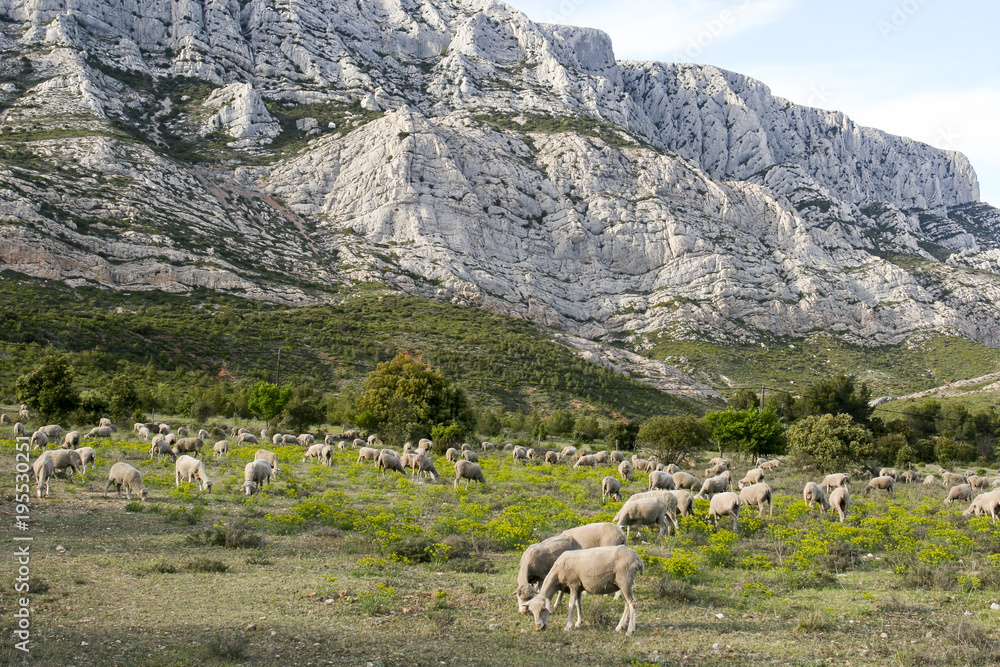 Mount Sainte Victoire and Sheeps