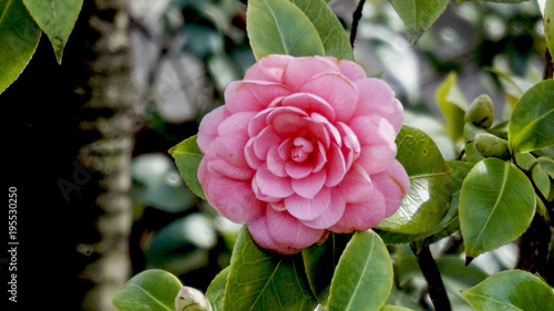 Camellia Japonica Mrs Tingley closeup 1.