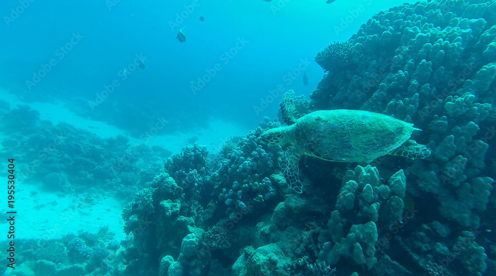 echte Karettschildkröte im Roten Meer