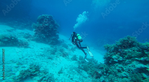 Diver at the red Sea between the corals