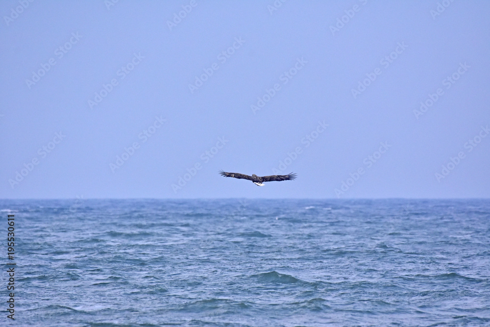 Seeadler über Ostsee