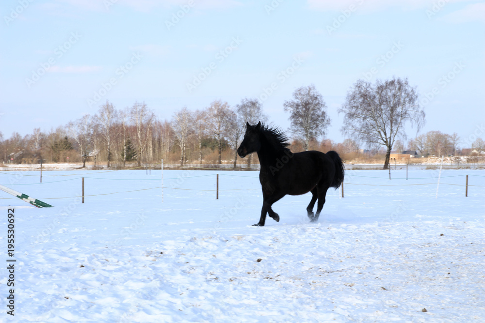Beautiful Horse running in the snow in field Beautiful Horse running in the snow in field