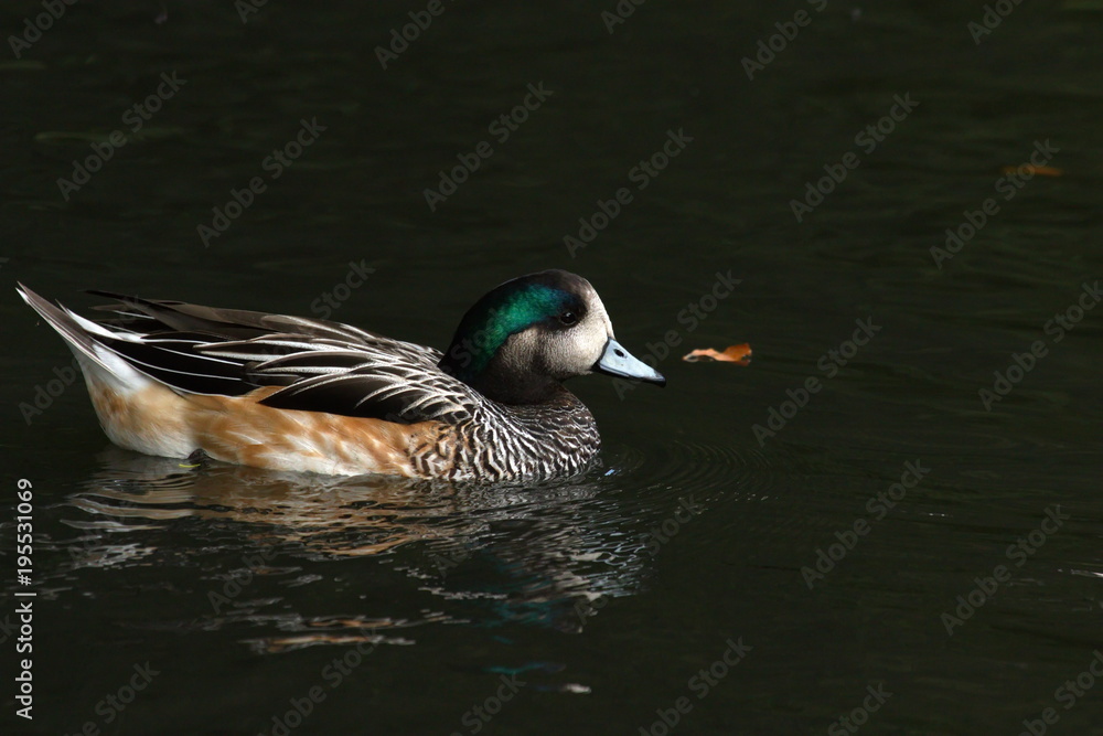 Obraz premium Chile Pfeifente