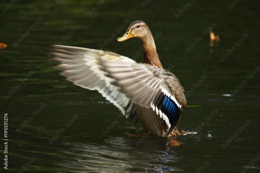 Obraz premium Stockente