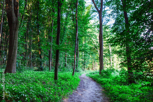 beautiful green forest