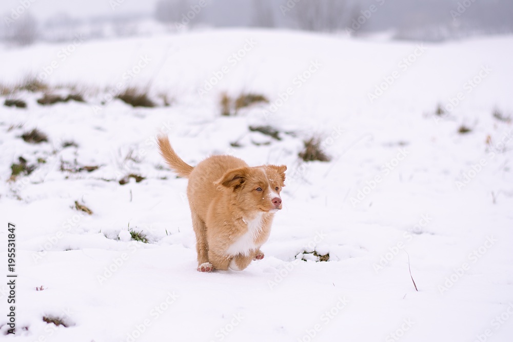 Nova Scotia Duck Tolling Retriever puppy Nova Scotia Duck Tolling Retriever puppy