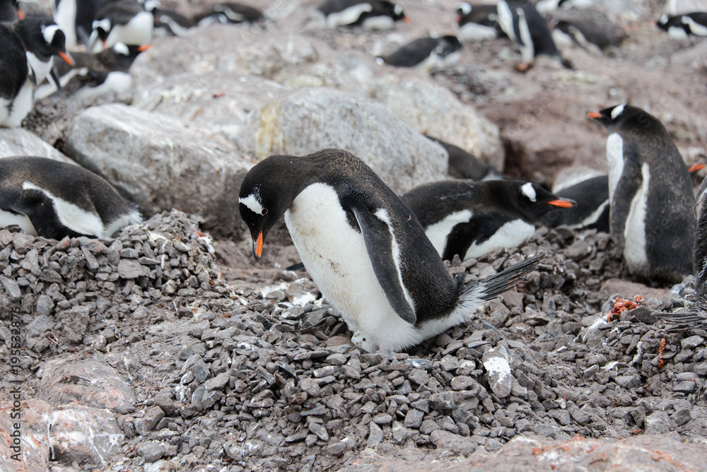 Fototapeta premium Gentoo penguin with egg in nest