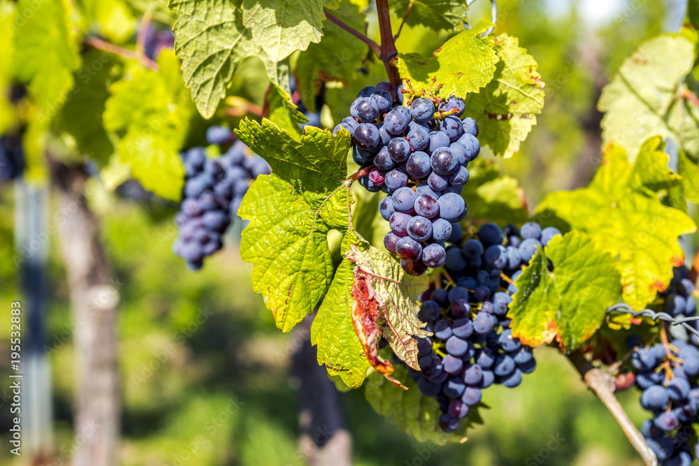 Weintrauben, Rheingau Weintrauben, Rheingau