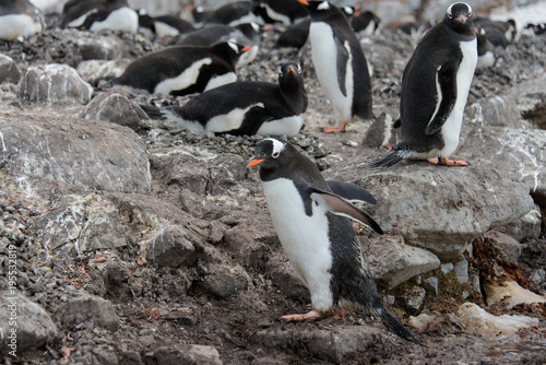 Gentoo penguin s colony