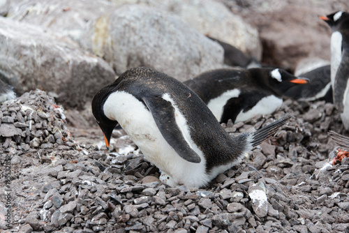 Fototapeta Naklejka Na Ścianę i Meble -  Gentoo penguin with egg in nest