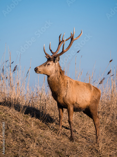 Red deer stag stares at the camera