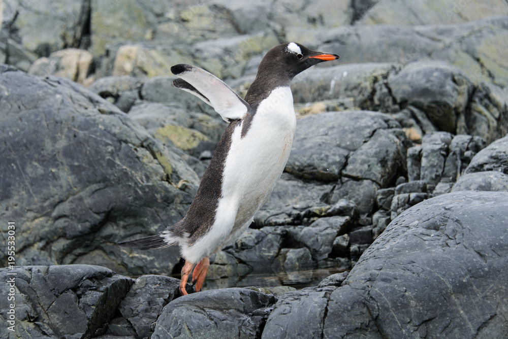 Obraz premium Gentoo penguin flying