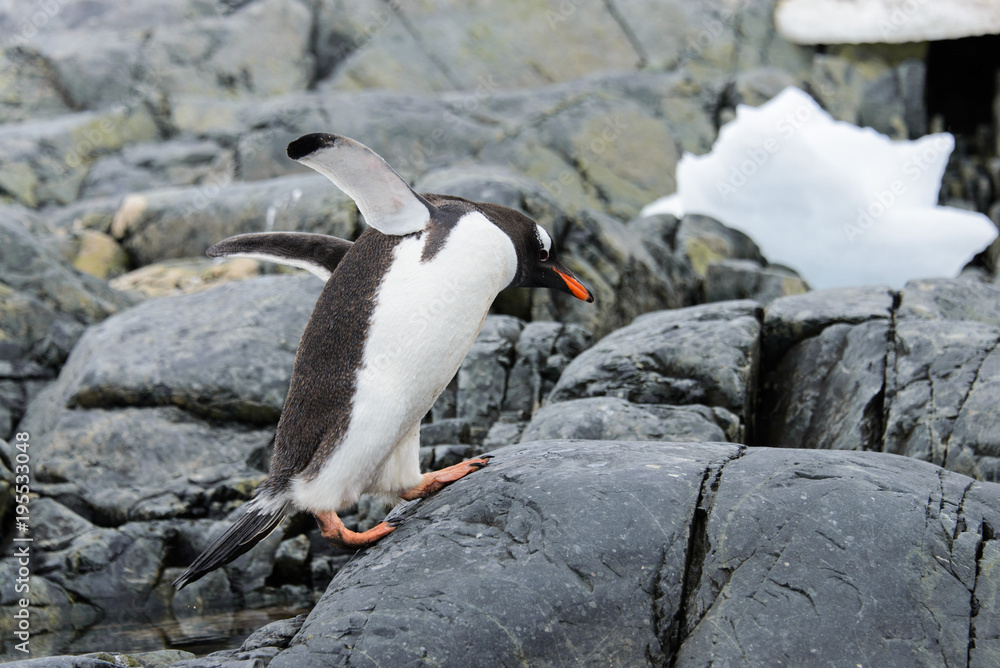 Naklejka premium Gentoo penguin flying