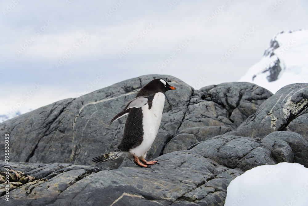 Fototapeta premium Gentoo penguin going