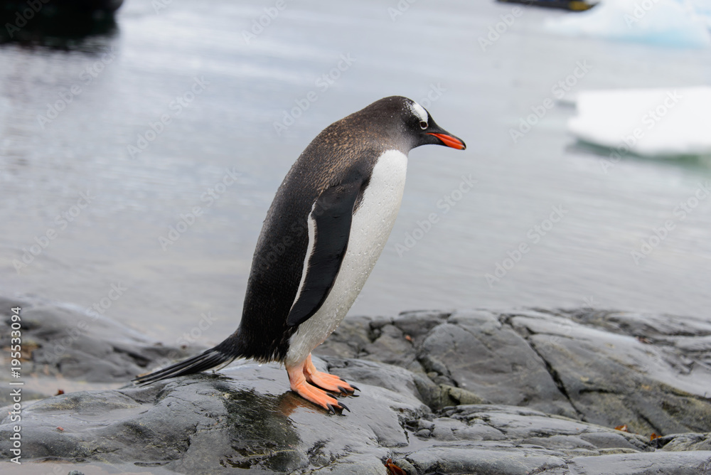 Fototapeta premium Gentoo penguins on stone