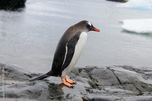 Gentoo penguins on stone