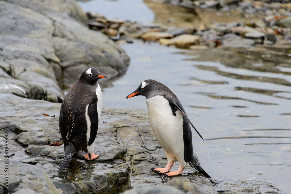 Fototapeta premium Two gentoo penguins