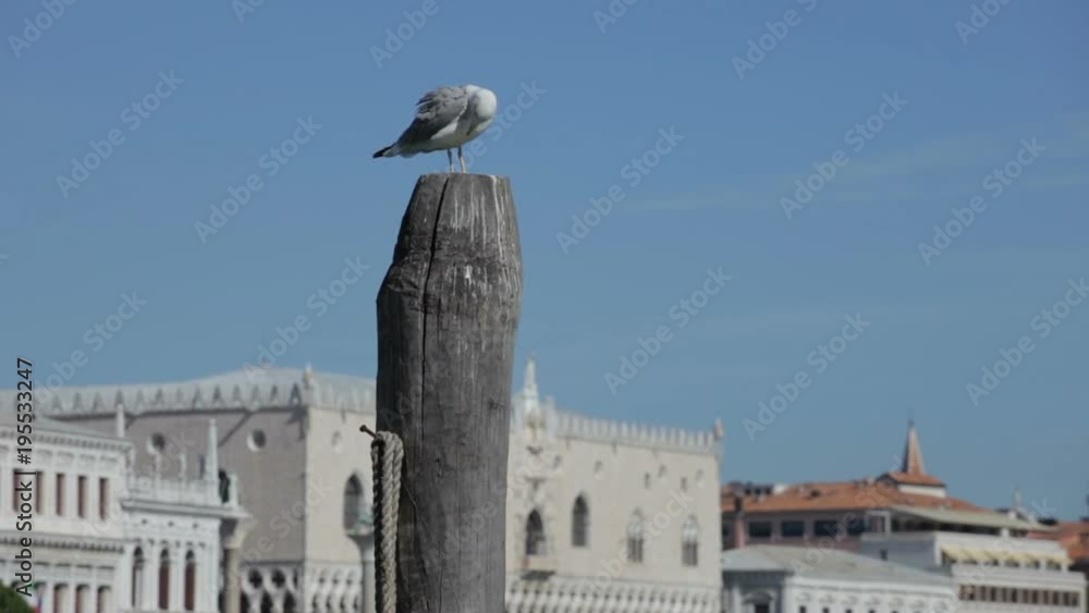 Seagull toilette over a pole  and the Ducal Palace in the background, Venice, Italy