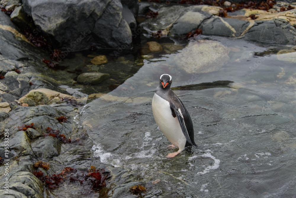 Fototapeta premium Gentoo penguin going in water