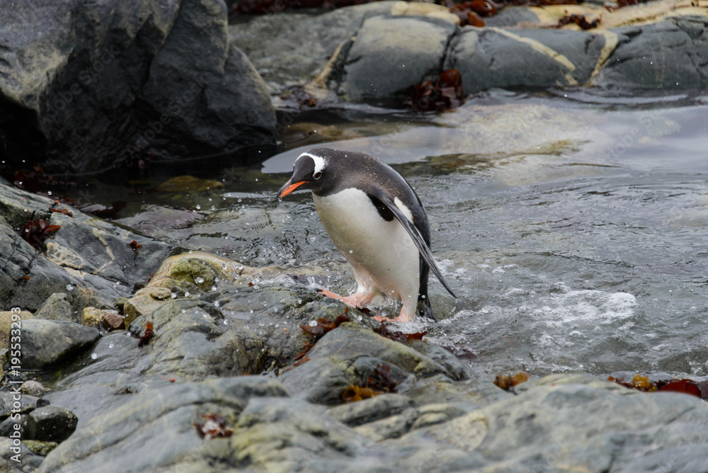 Obraz premium Gentoo penguin going