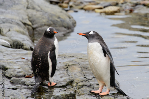Two gentoo penguins