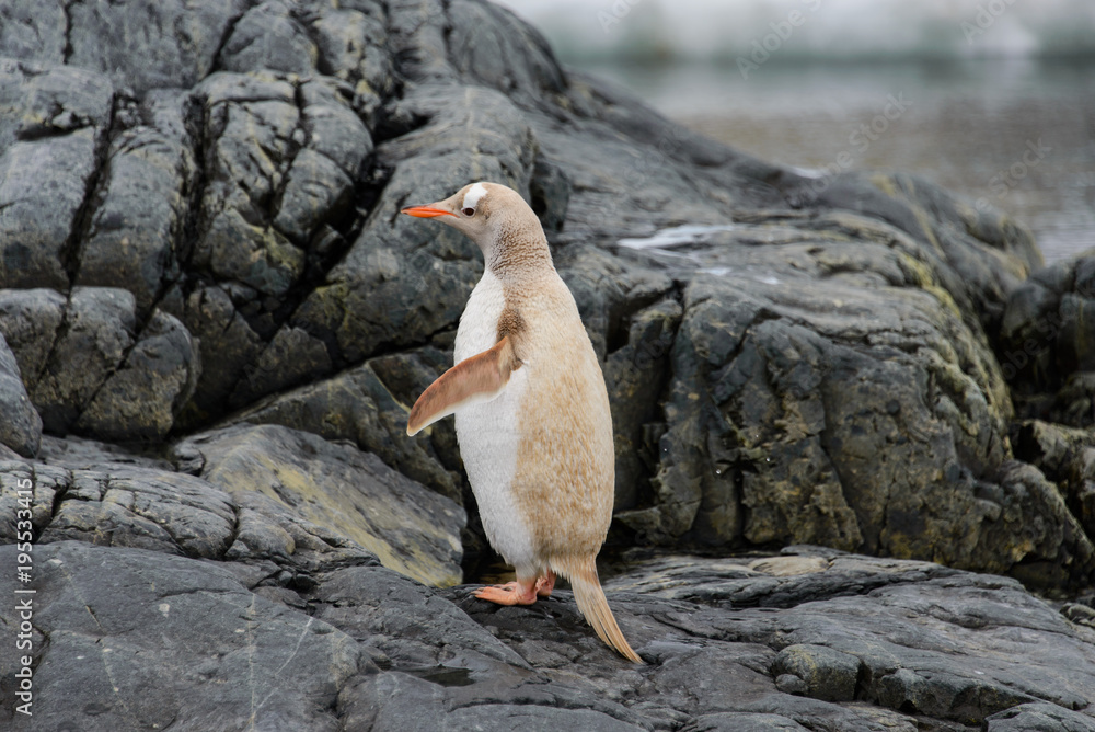 Obraz premium Gentoo penguin albino
