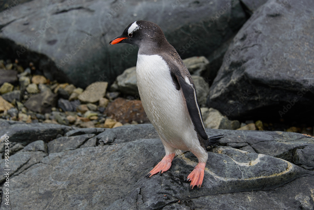 Naklejka premium Gentoo penguins on stone