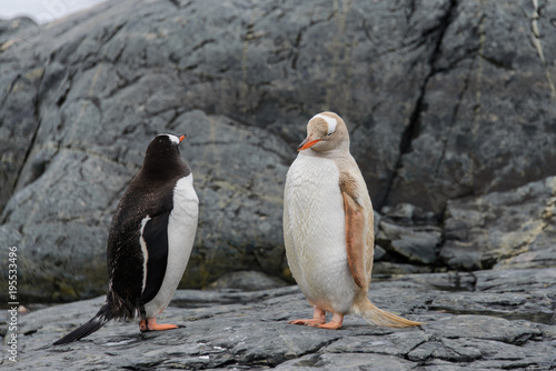 Two gentoo penguins - black and grey