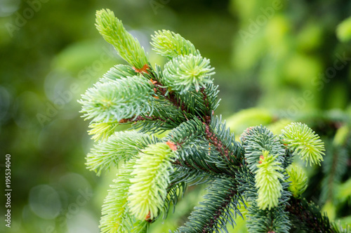 Green branch of a coniferous tree closeup with natural background  bokeh and selective focus
