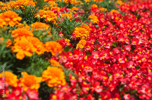 Flowers, Marigold, Bedding Begonia