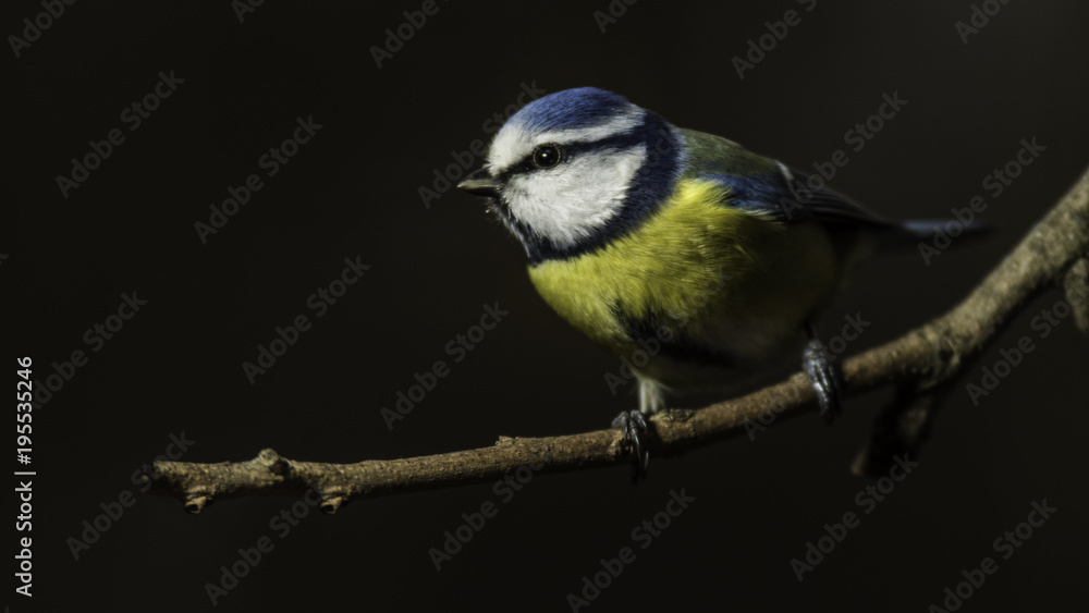 Obraz premium Oiseaux du Grésivaudan - Chartreuse - Isère.