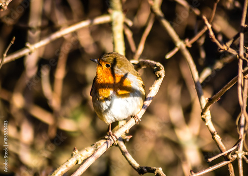 Robinhood Bird