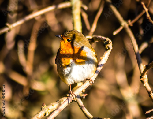 Robinhood Bird