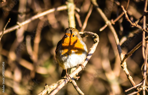 Robinhood Bird