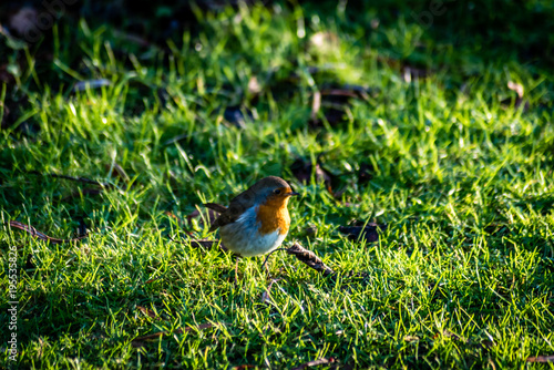 Robinhood Bird