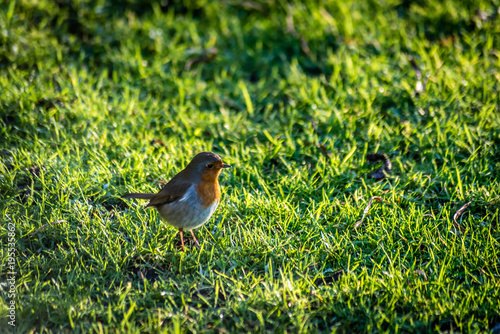 Robinhood Bird