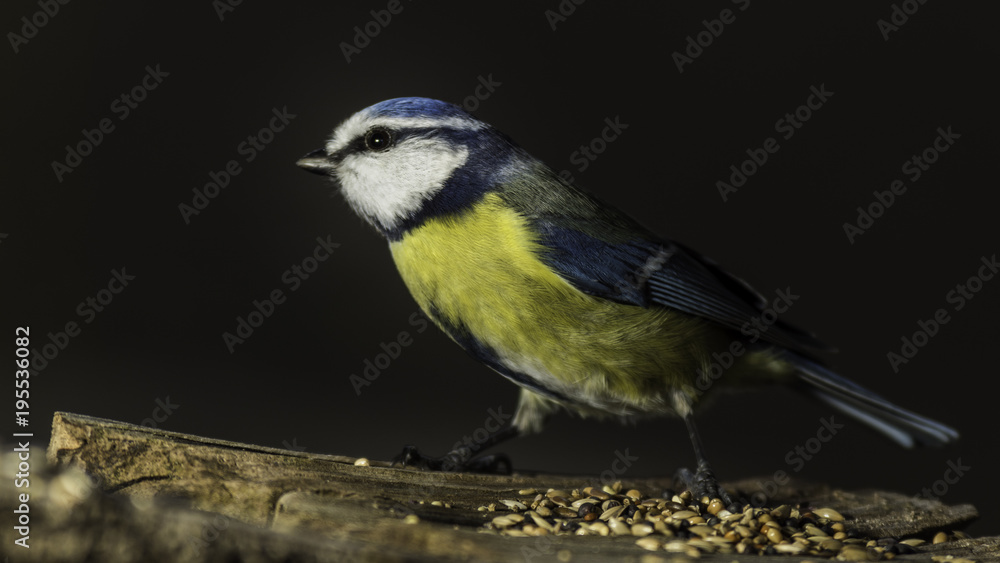Oiseaux du jardin - Chartreuse - Isère. Oiseaux du jardin - Chartreuse - Isère.