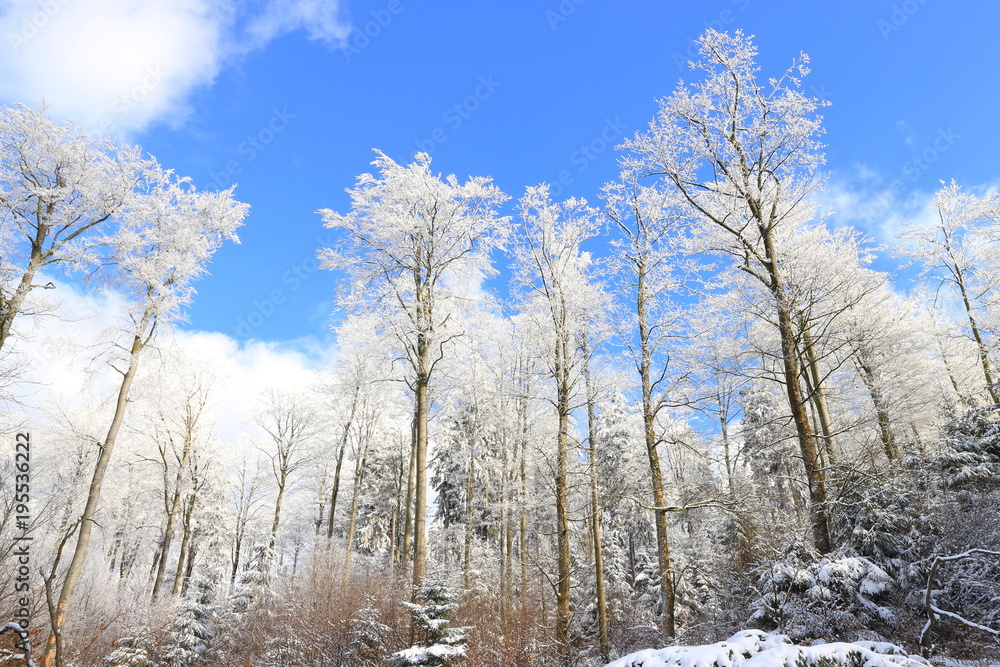 Winterliche Bäume im Kellerwald Winterliche Bäume im Kellerwald
