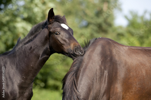 Fototapeta Naklejka Na Ścianę i Meble -  Foal plays with mare